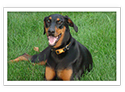 Doberman Pinscher