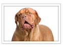 Dogue de Bordeaux