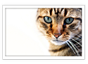 Egyptian Mau