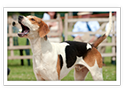 English Foxhound