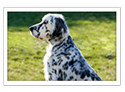 English Setter