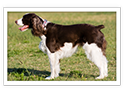 English Springer Spaniel