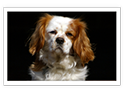 English Toy Spaniel