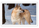 Finnish Spitz