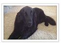 Flat-Coated Retriever