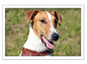 Smooth Fox Terrier