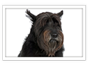 Giant Schnauzer