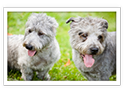 Glen of Imaal Terrier