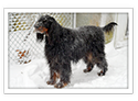 Gordon Setter