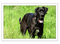 Great Dane