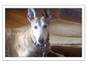 Greyhound