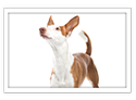 Ibizan Hound