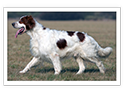 Irish Red and White Setter
