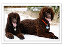 Irish Water Spaniel