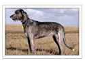 Irish Wolfhound