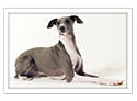 Italian Greyhound