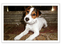Jack Russell Terrier