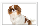 Japanese Chin (Spaniel)