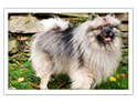 Keeshond