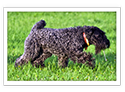 Kerry Blue Terrier