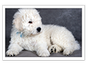 Komondor