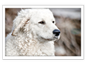 Kuvasz