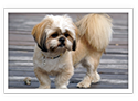 Lhasa Apso