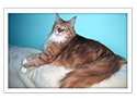 Maine Coon