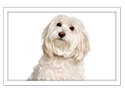 Maltese