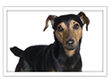 Manchester Terrier