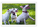 Miniature Bull Terrier