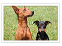 Miniature Pinscher