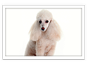 Miniature Poodle