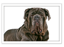 Neapolitan Mastiff