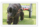 Newfoundland