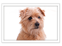 Norfolk Terrier
