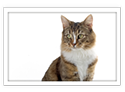 Norwegian Forest