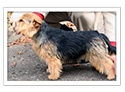 Norwich Terrier