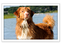 Nova Scotia Duck Tolling Retriever