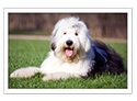 Old English Sheepdog