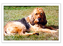 Otterhound