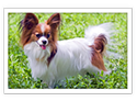 Papillon