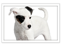 Parson Russell Terrier
