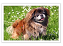 Pekingese
