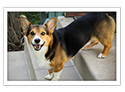 Pembroke Welsh Corgi