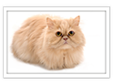Persian