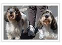 Petit Basset Griffon Vendeen