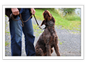 German Wirehaired Pointer
