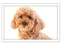 Toy Poodle