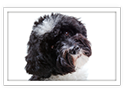 Portuguese Water Dog